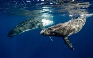 Tips for a Successful Whale Watching Experience