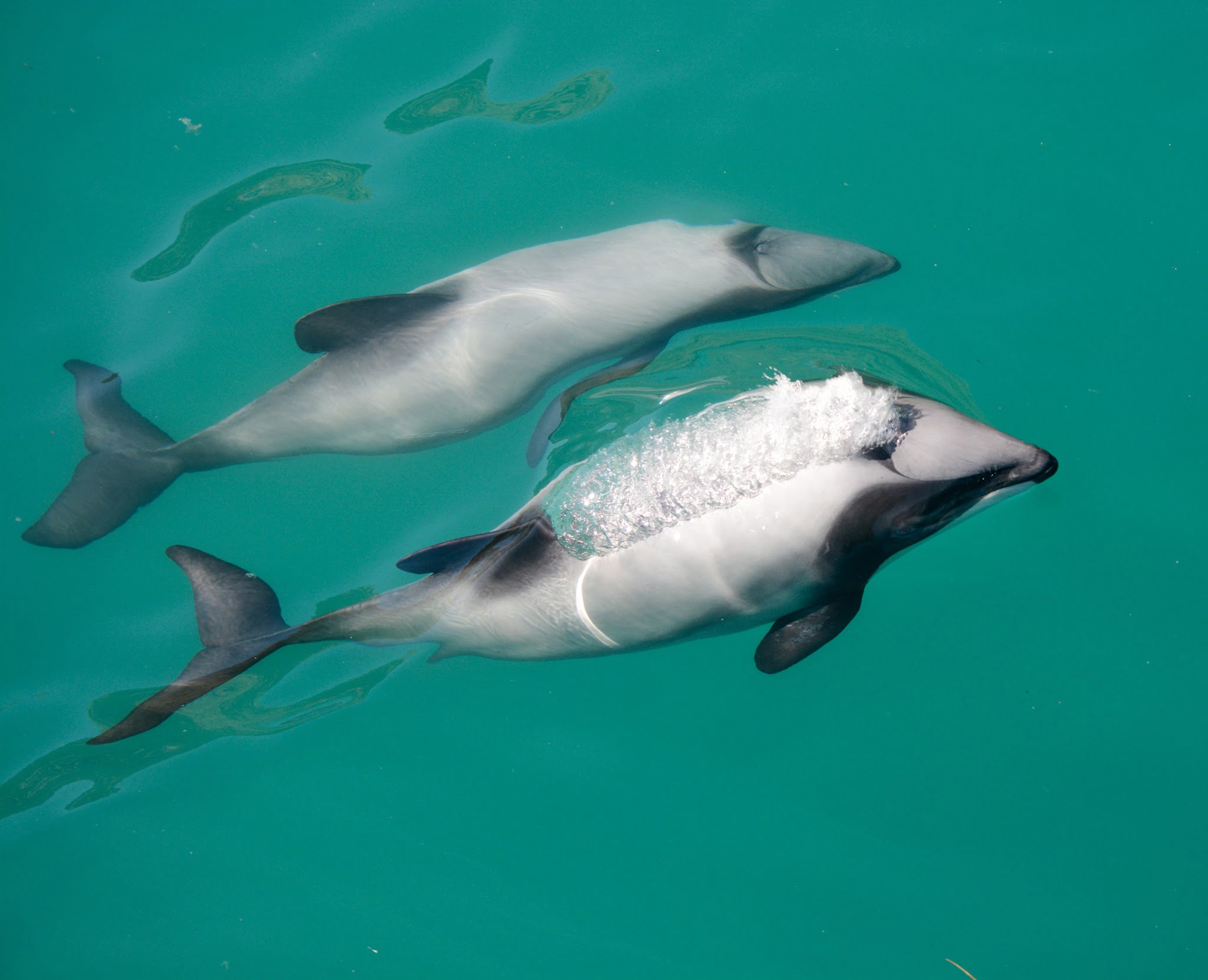 Dolphin Nature Cruise Akaroa - Whale Watching Guide