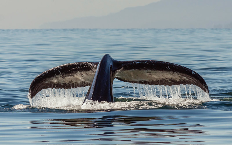 Why whales are important to the environment whale watching guide