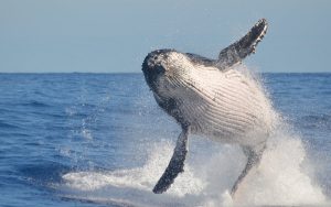 Experts say east coast humpback whale population has reached record numbers, as tourism booms
