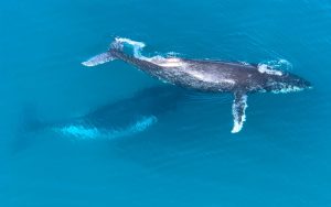 Whale-watching guidelines don’t include boat noise. It’s time they did