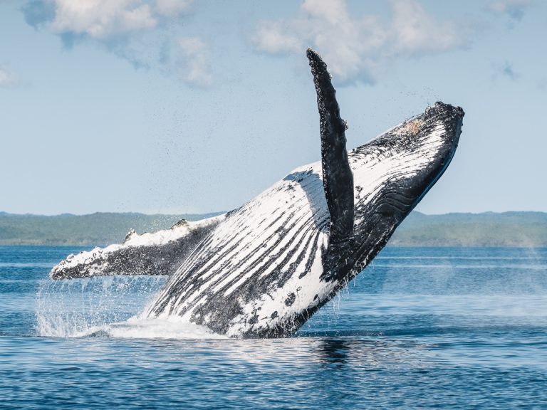 Salty Safaris Whales 3 lg 768x576