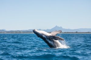 Read more about the article February is Humpback Whale Awareness Month