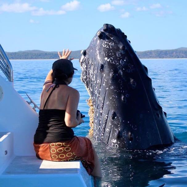 blue dolphin tours
