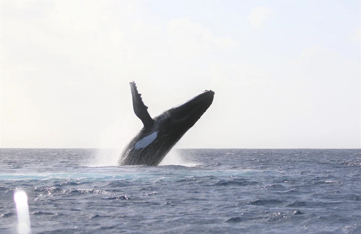 Niue Whale Tours - Whale Watching Guide