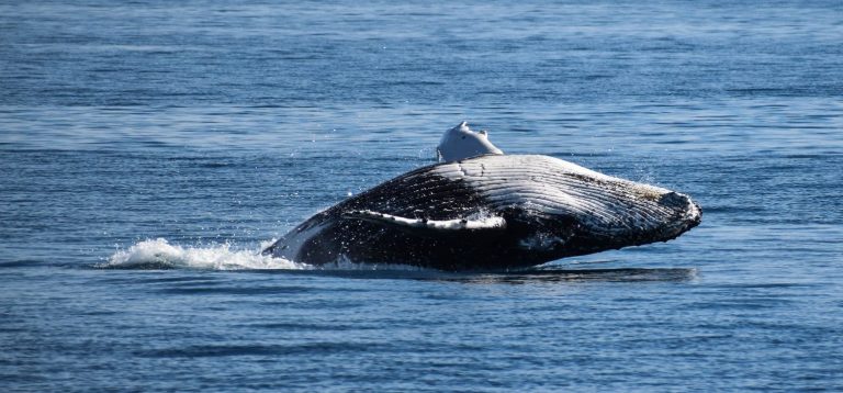 freedom whale watch 768x358