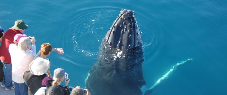 whalesong cruises 768x323
