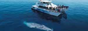 Job Vacancy: Administrative Assistant and Relief Boat Crew – Part Time (Auckland)