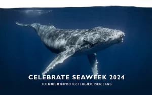 Seaweek 2024