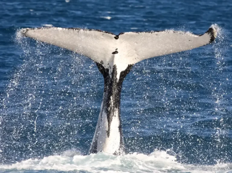 cavaliercruises 768x575