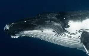 Whale song mystery solved by scientists