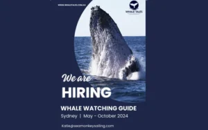Exciting Opportunity for Whale Watching Guide