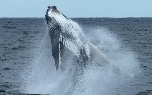 Read more about the article Hervey Bay Whale Festival 2024