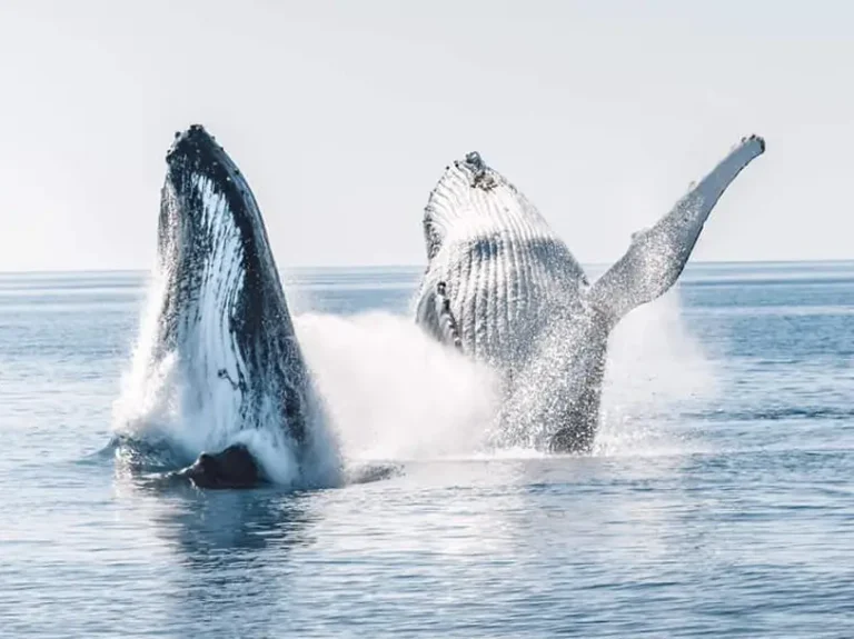 herveybaywhalewatch v 768x575