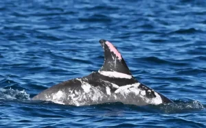Speckles the rare piebald dolphin