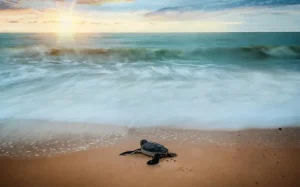 Calling for Volunteers on the 2024 Turtle Research Expeditions 