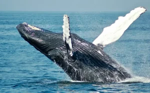 Read more about the article Whale watching opportunity in Great Sandy Marine Park