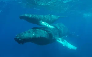 Sex, birth and whalesong: life on the humpback highway
