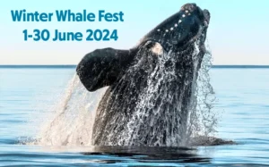 Winter Whale Fest – 1-30 June 2024