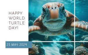 Celebrating World Turtle Day – 23 May 2024