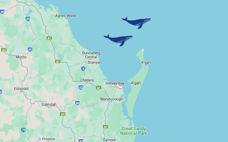whale watching in hervey bay