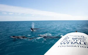 Recruiting Naturalists for whale season