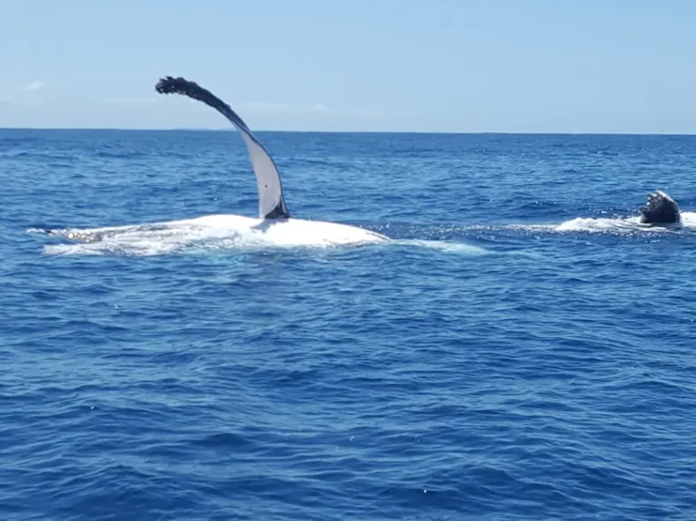 top catch charters 768x575