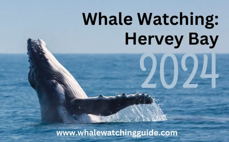 whale-watching-hervey-bay