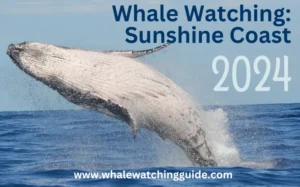 Whale Watching on the Sunshine Coast