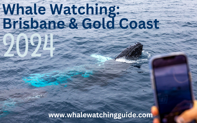 Whale Watching on the Gold Coast - Whale Watching Guide